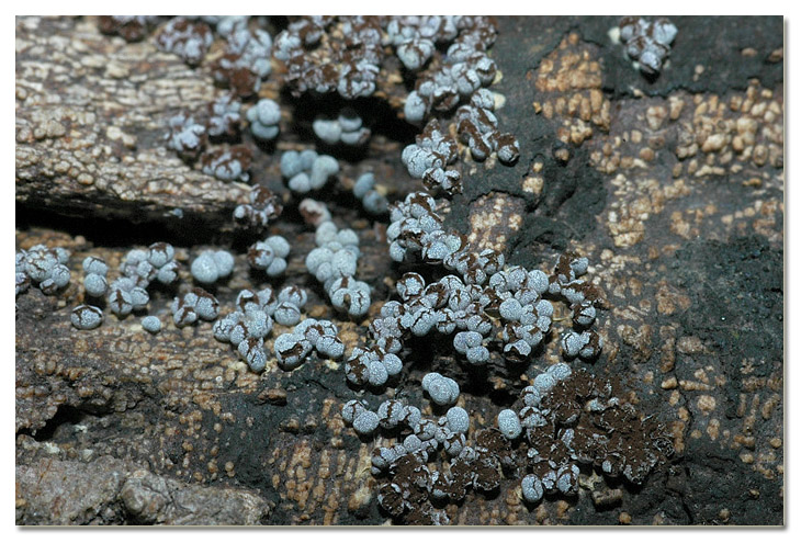 Piccola escursione in bosco di pianura