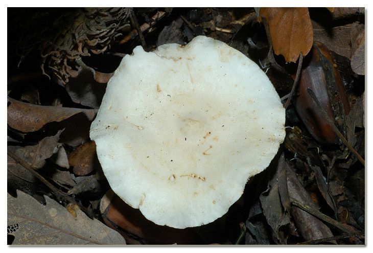 Piccola escursione in bosco di pianura