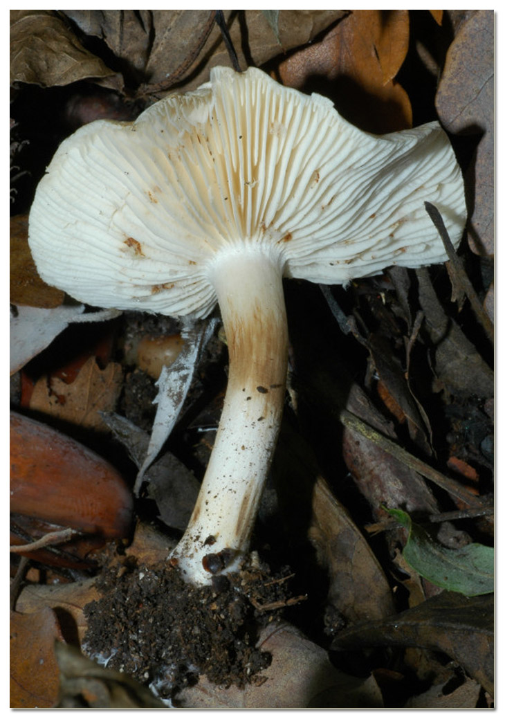 Piccola escursione in bosco di pianura