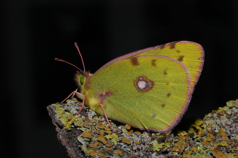 Crisalide di Colias crocea (femmina)