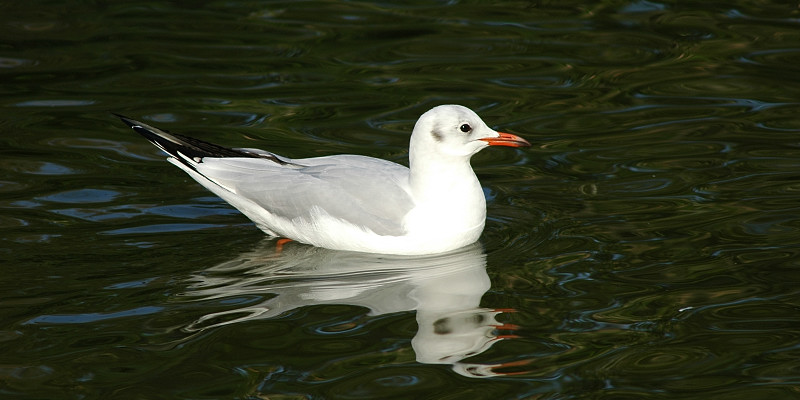 Gabbiani comuni