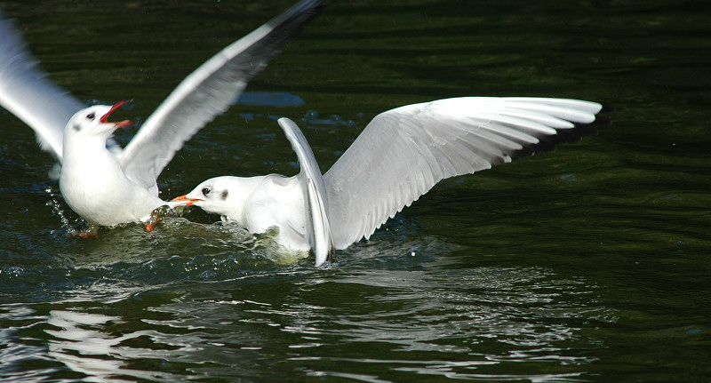 Gabbiani comuni