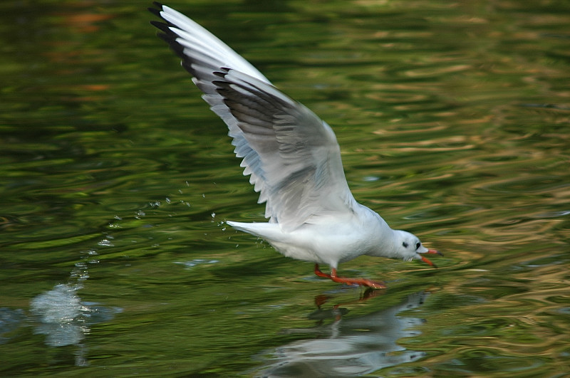 Gabbiani comuni