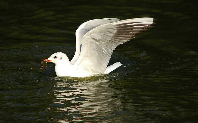 Gabbiani comuni