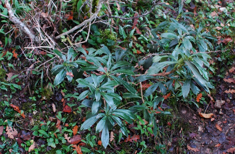 Daphne laureola / Dafne laurella