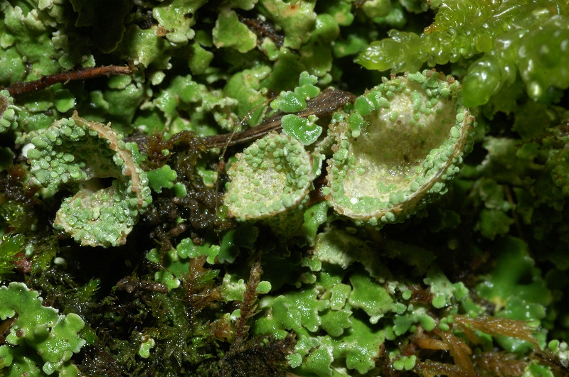 Cladonia pyxidata