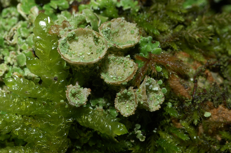 Cladonia pyxidata