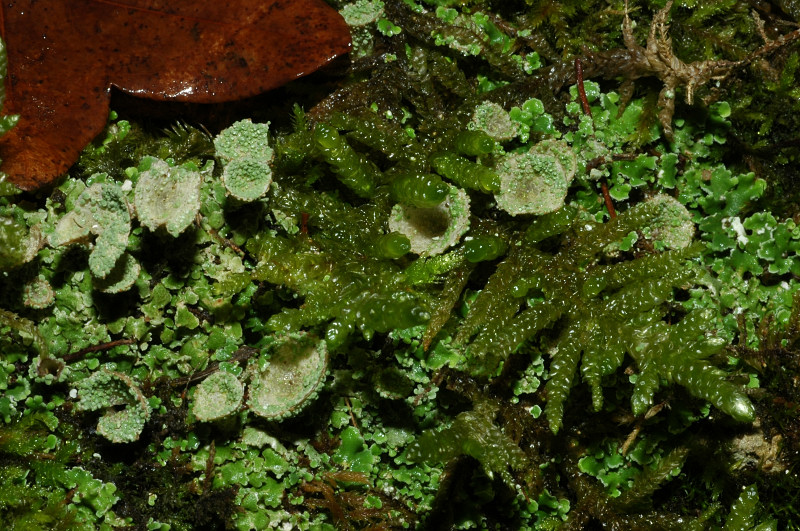 Cladonia pyxidata