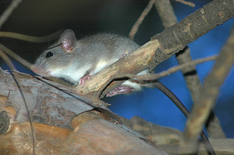 Rattus norvegicus