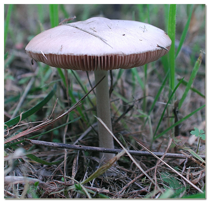 I funghi della Pineta di Procoio