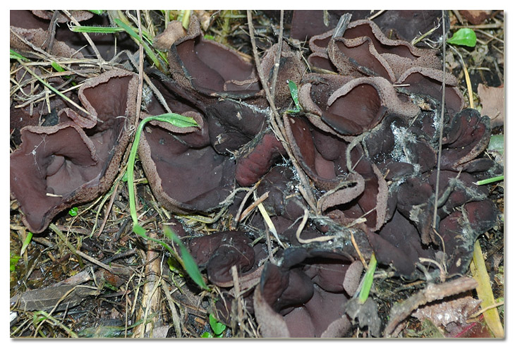 I funghi della Pineta di Procoio