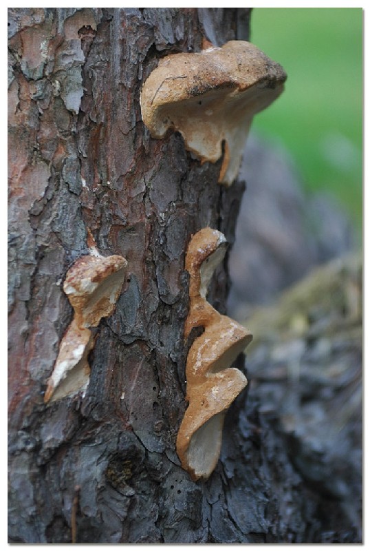 I funghi della Pineta di Procoio