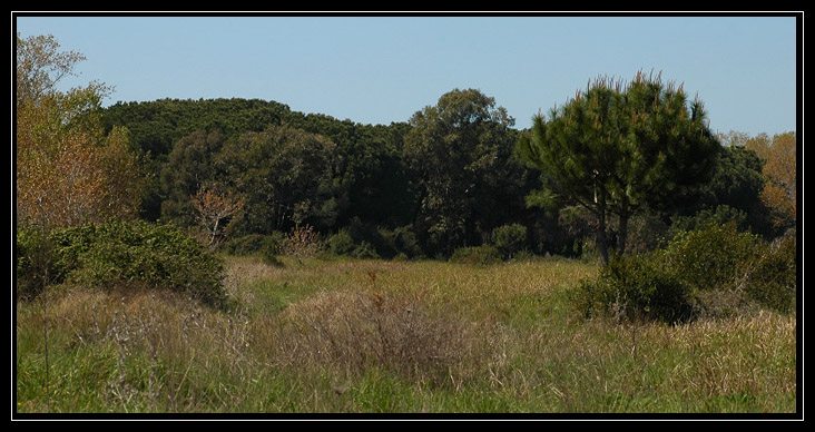 La Pineta di Procoio