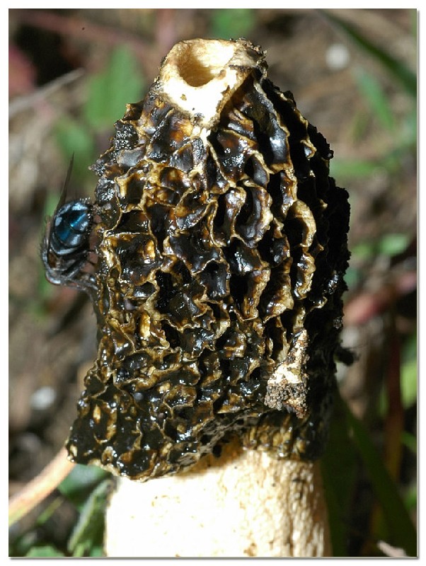 I funghi della Pineta di Procoio