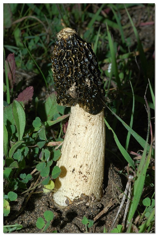 I funghi della Pineta di Procoio