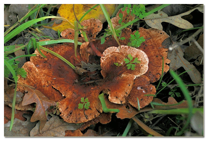 Piccola escursione in bosco di pianura