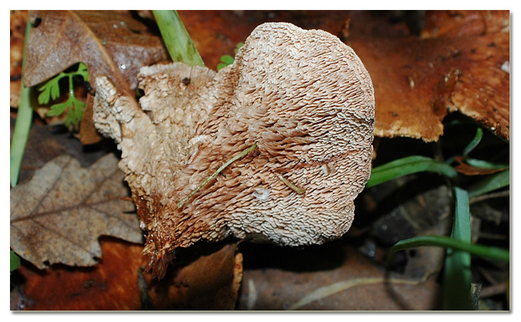 Piccola escursione in bosco di pianura