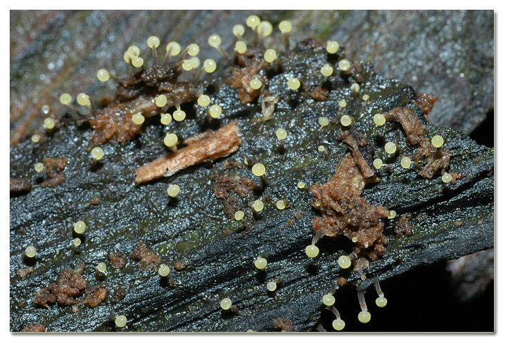 Piccola escursione in bosco di pianura: Pysarum pusillum