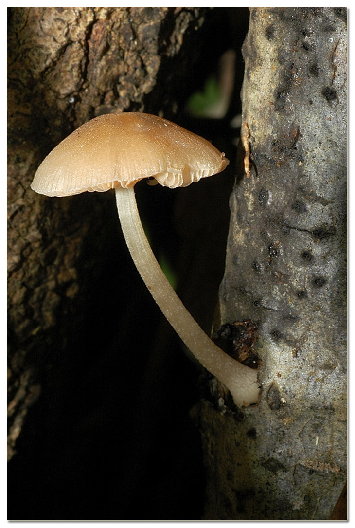 Piccola escursione in bosco di pianura