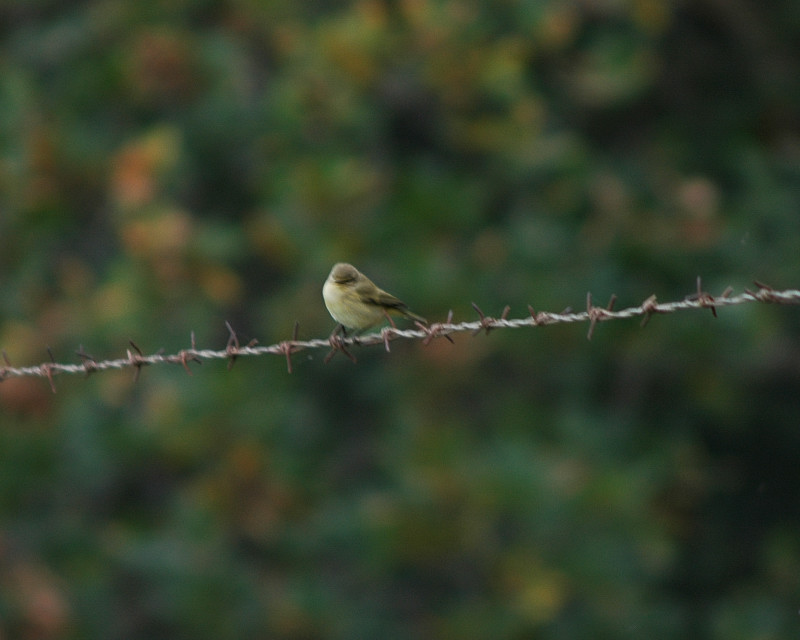 Lu piccolo Phylloscopus collybita