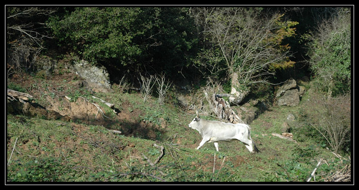 Una forra tufacea intorno a Ceri