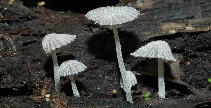 Piccola escursione in bosco di pianura