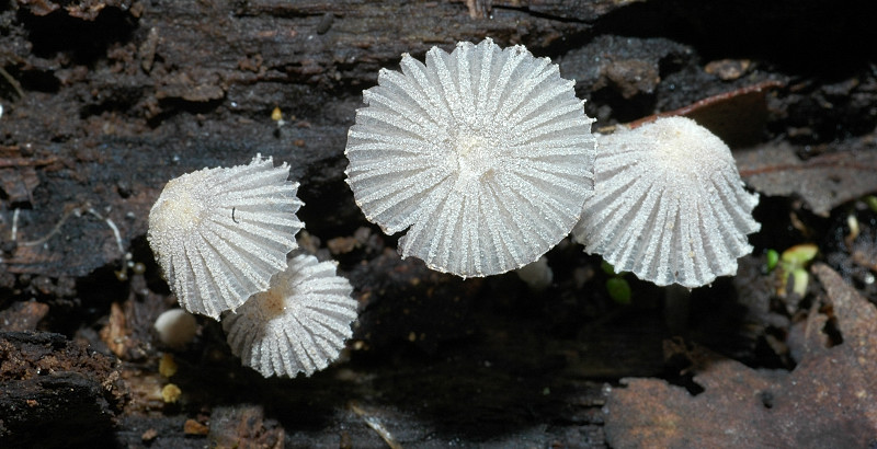 Piccola escursione in bosco di pianura