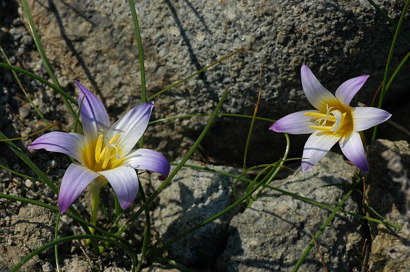 Romulea bulbocodium e Romulea columnae