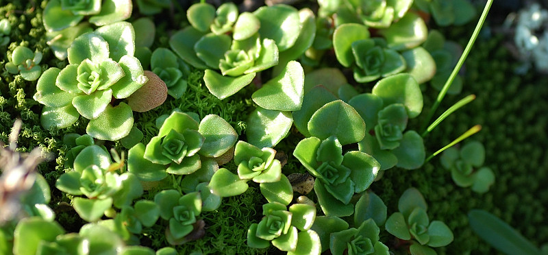 Piccola piantina su roccia - Phedimus stellatus