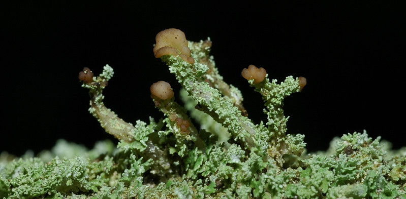 Cladonia squamosa