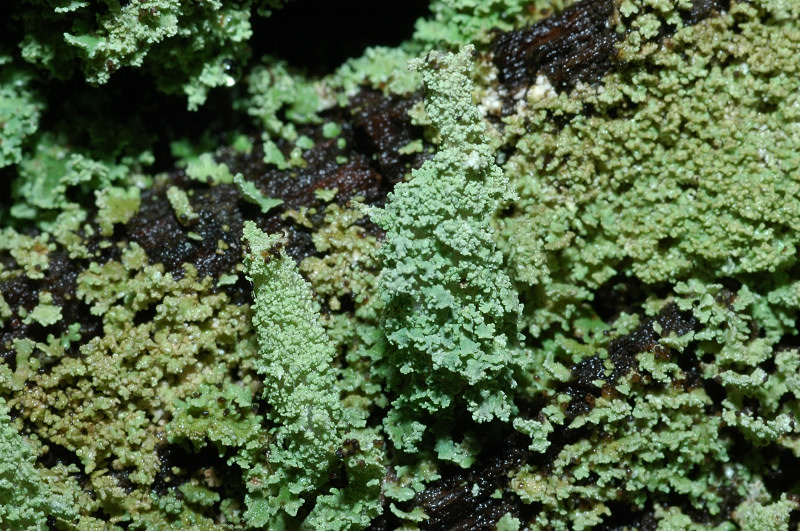 Cladonia squamosa