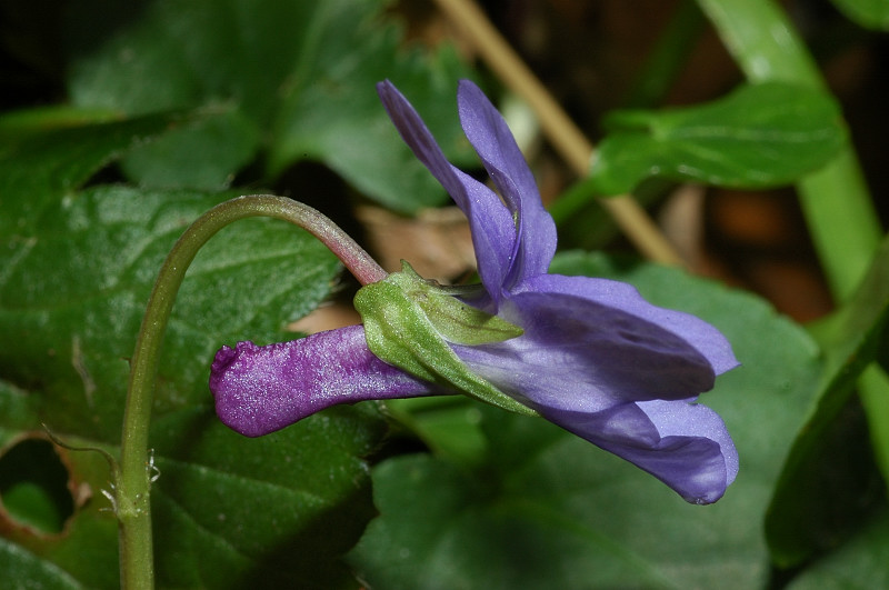 quale violetta? - Viola cfr. reichenbachiana