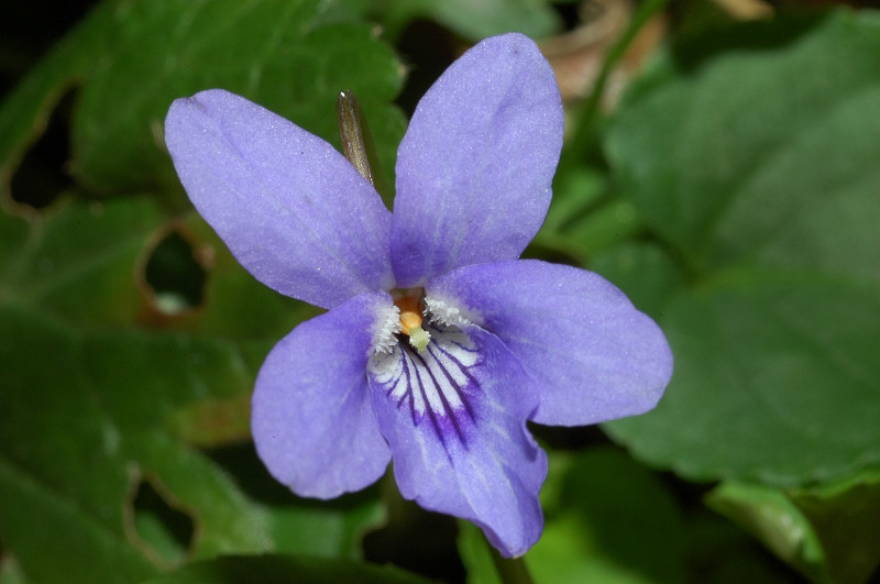 quale violetta? - Viola cfr. reichenbachiana