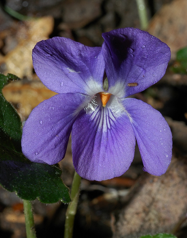 Viola alba subsp. dehnhardtii / Viola di Dehnhardt