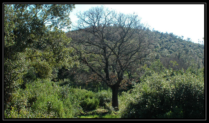 Monti Ceriti