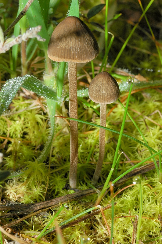 I funghi della Pineta di Procoio