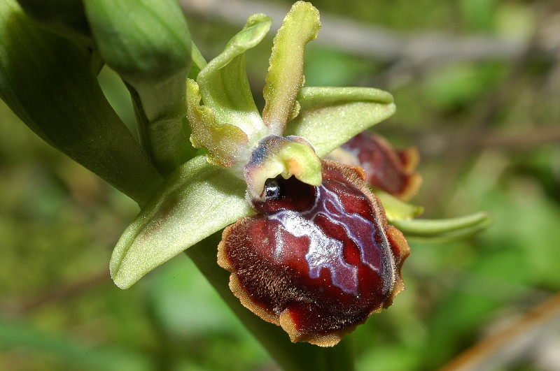 Ophrys sphegodes