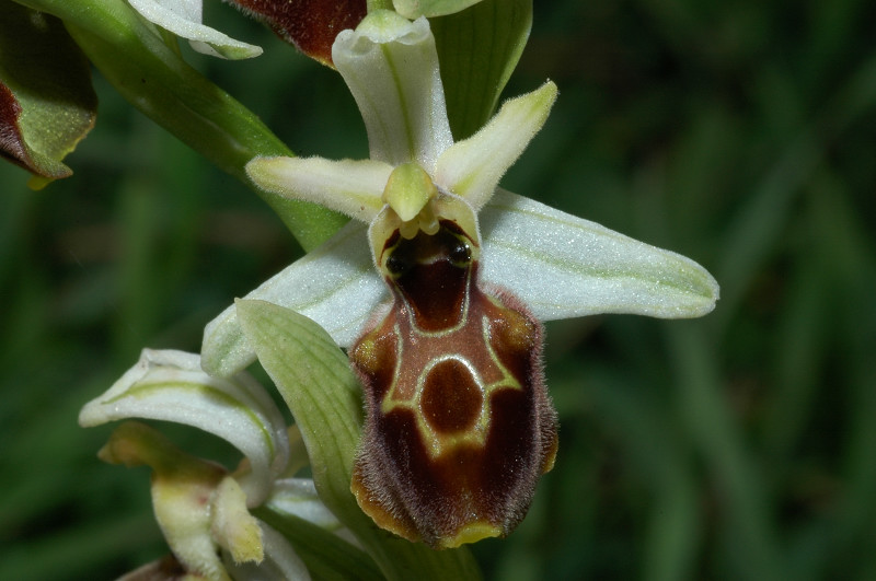 Ophrys exaltata subsp. montis-leonis (ex Ophrys tyrrhena)