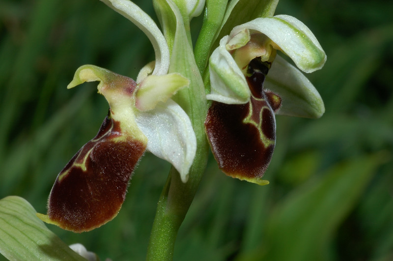 Ophrys exaltata subsp. montis-leonis (ex Ophrys tyrrhena)