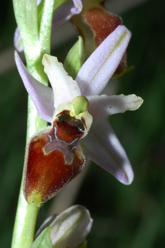 Ophrys exaltata subsp. montis-leonis (ex Ophrys tyrrhena)