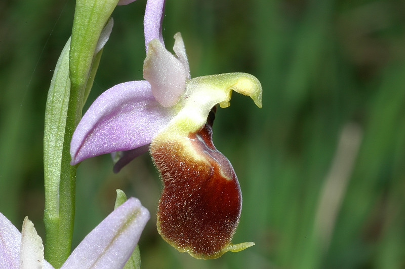 Ophrys exaltata subsp. montis-leonis (ex Ophrys tyrrhena)