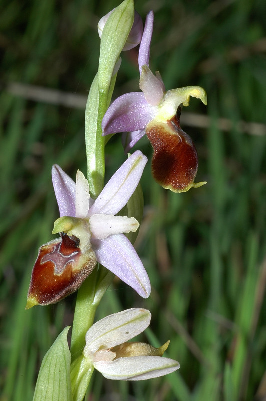 Ophrys exaltata subsp. montis-leonis (ex Ophrys tyrrhena)