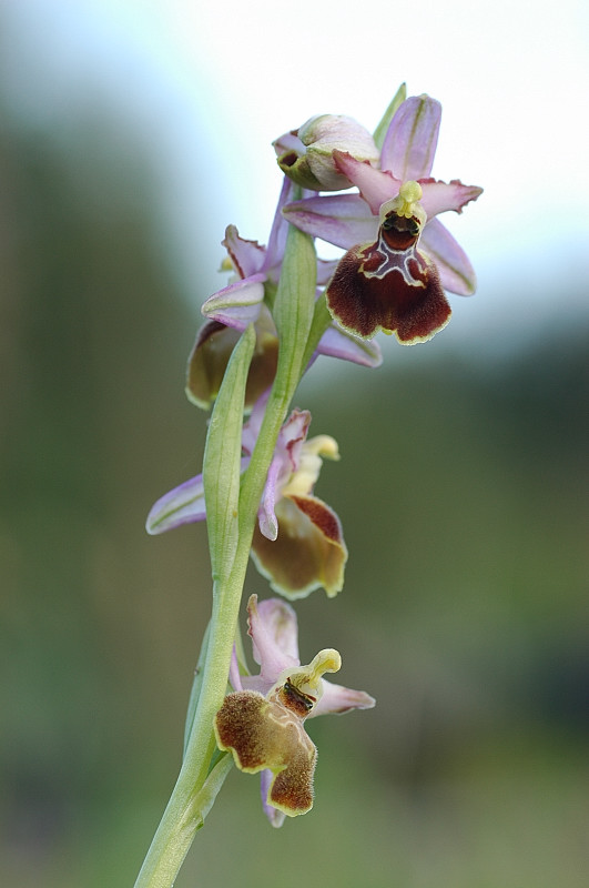 Ophrys exaltata subsp. montis-leonis (ex Ophrys tyrrhena)