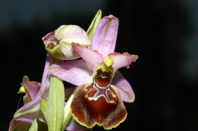 Ophrys exaltata subsp. montis-leonis (ex Ophrys tyrrhena)