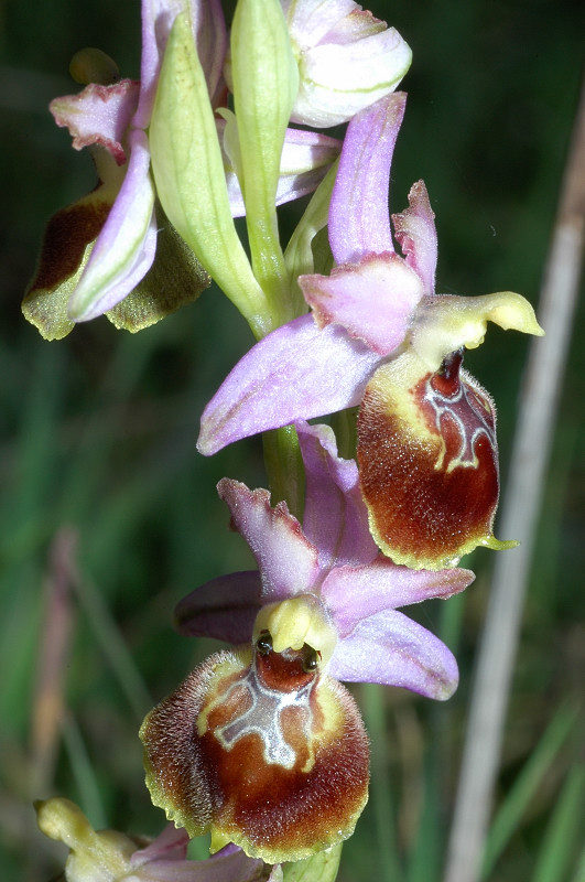 Ophrys exaltata subsp. montis-leonis (ex Ophrys tyrrhena)