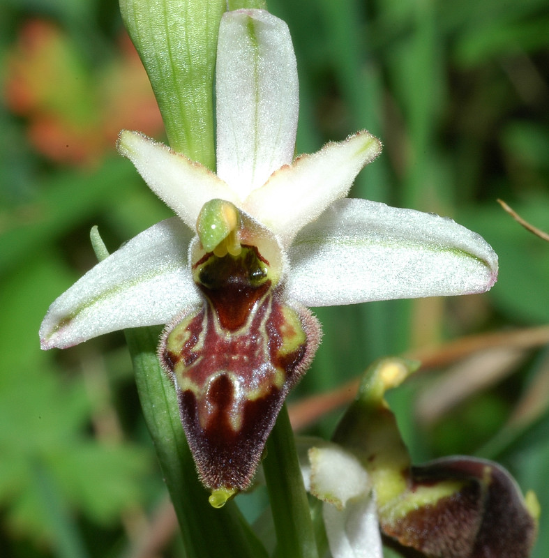 Ophrys exaltata subsp. montis-leonis (ex Ophrys tyrrhena)