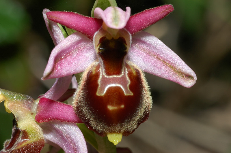 Ophrys exaltata subsp. montis-leonis (ex Ophrys tyrrhena)