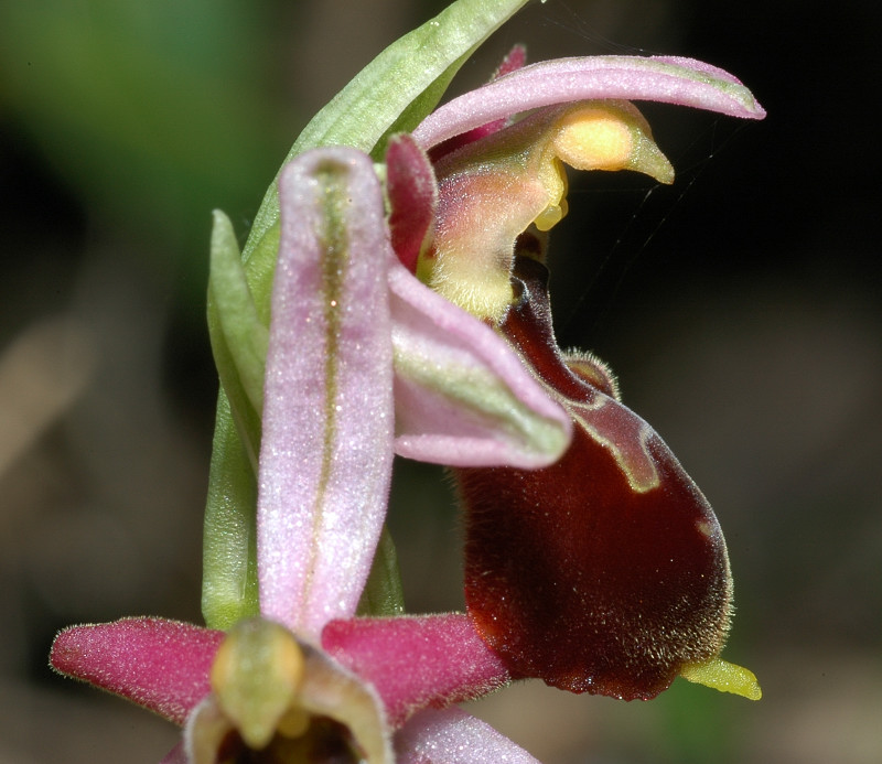 Ophrys exaltata subsp. montis-leonis (ex Ophrys tyrrhena)