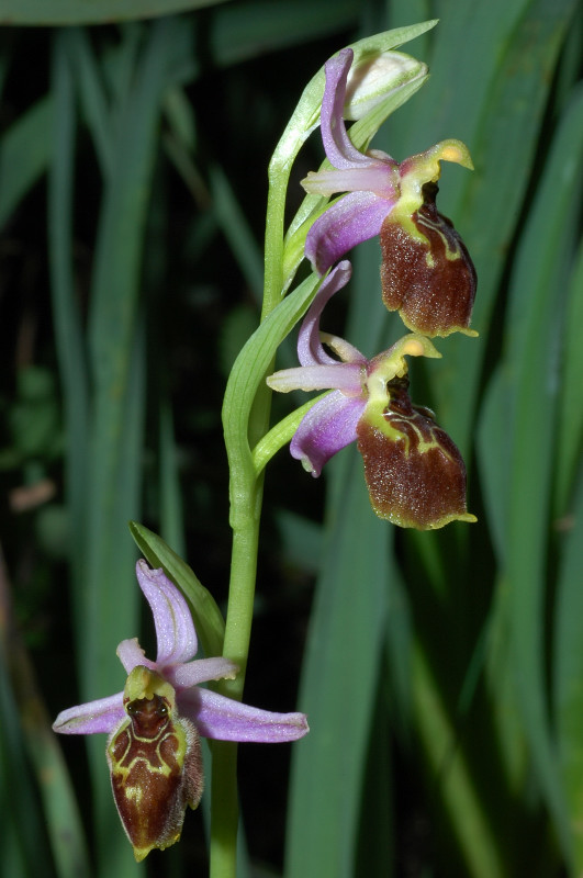 Ophrys exaltata subsp. montis-leonis (ex Ophrys tyrrhena)