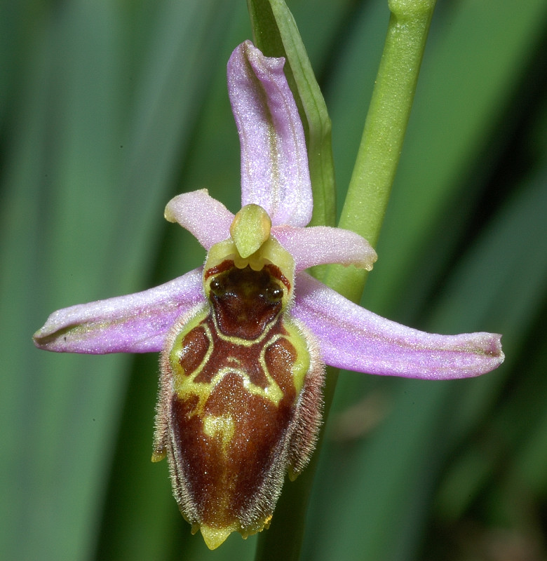 Ophrys exaltata subsp. montis-leonis (ex Ophrys tyrrhena)